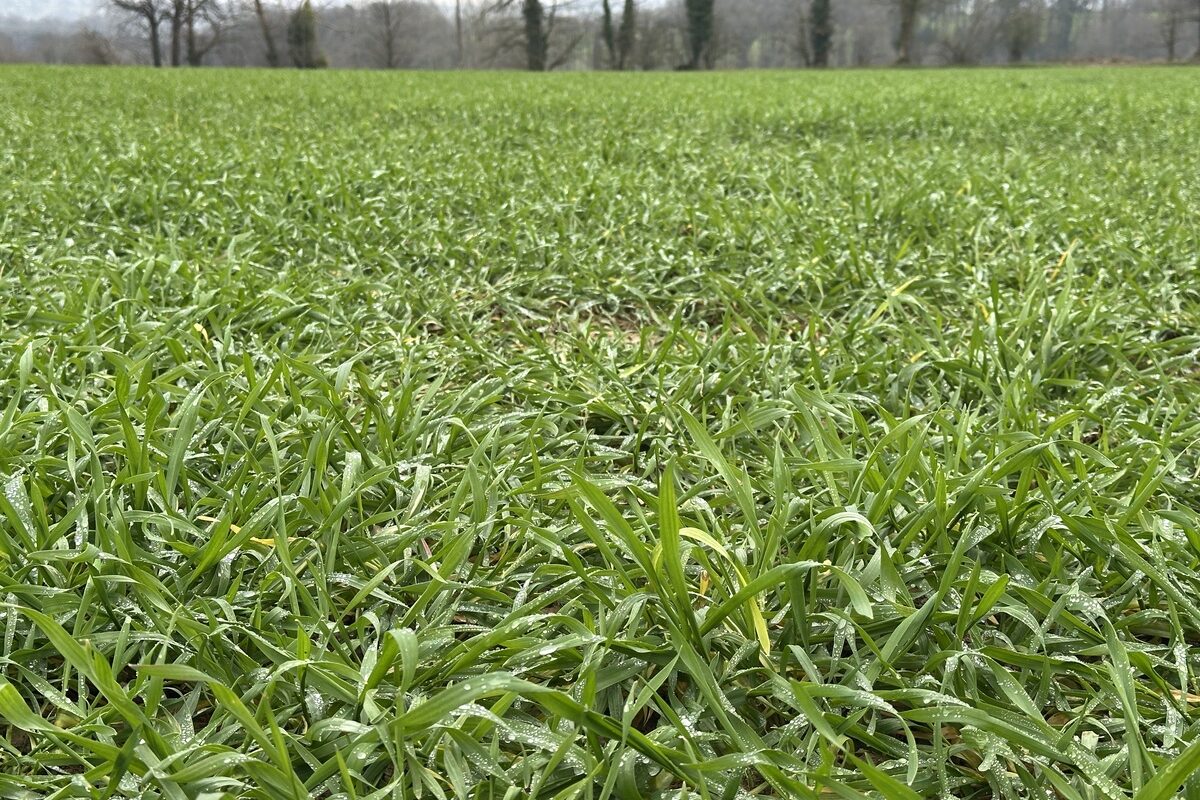 champ de triticale - Illustration Une lutte agronomique  sur le long terme