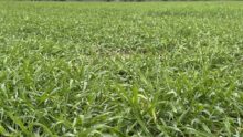 champ de triticale