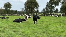 vaches prim'holstein au pâturage