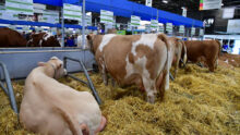 Des vaches sur de la paille au Salon de Paris
