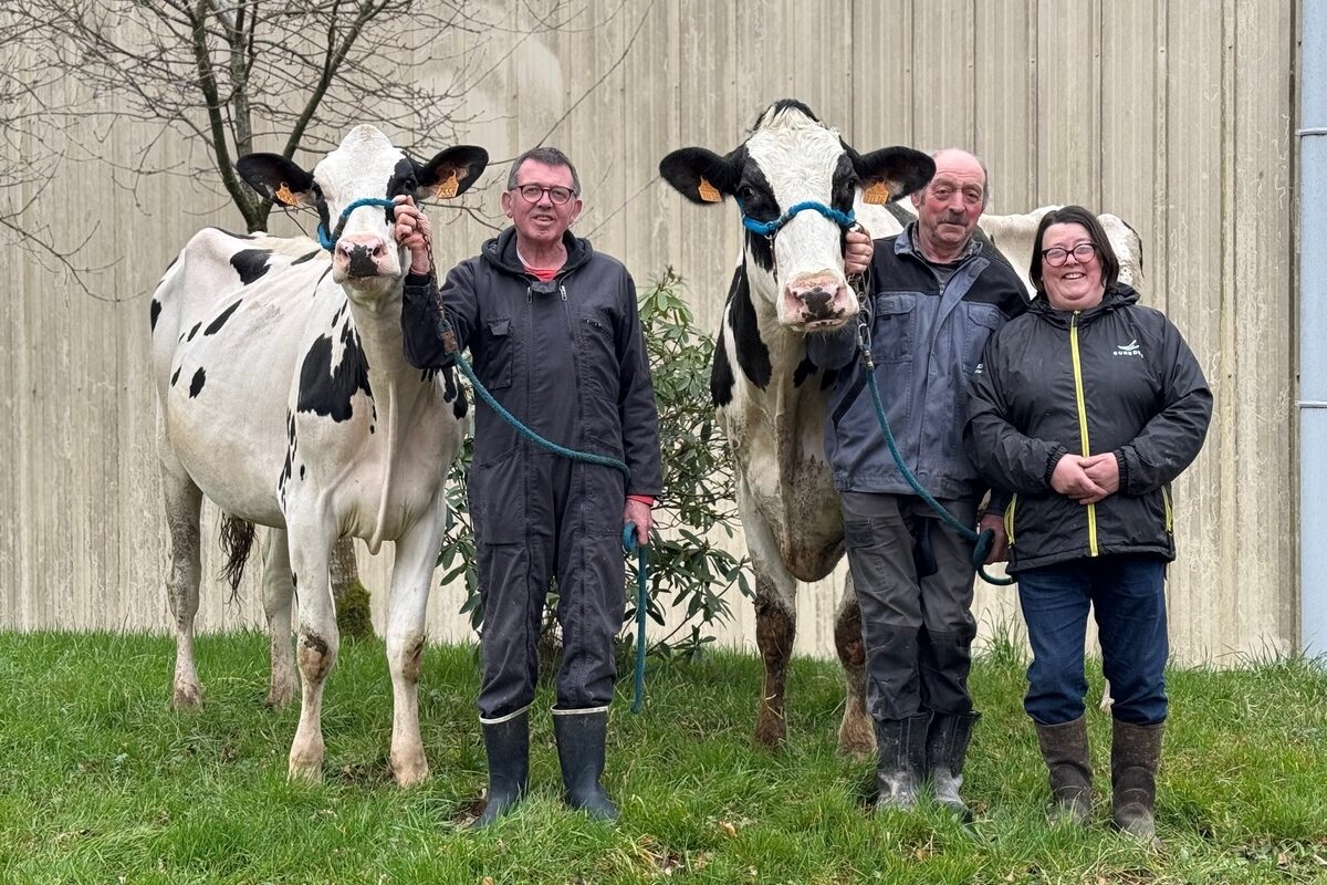 Trois éleveurs, deux hommes et une femme, présentent deux vaches de race Prim'Holstein - Illustration Les Bretons au Salon de l&rsquo;agriculture