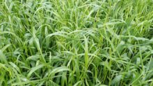 ray-grass dans du blé