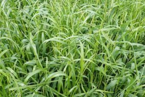 ray-grass dans du blé
