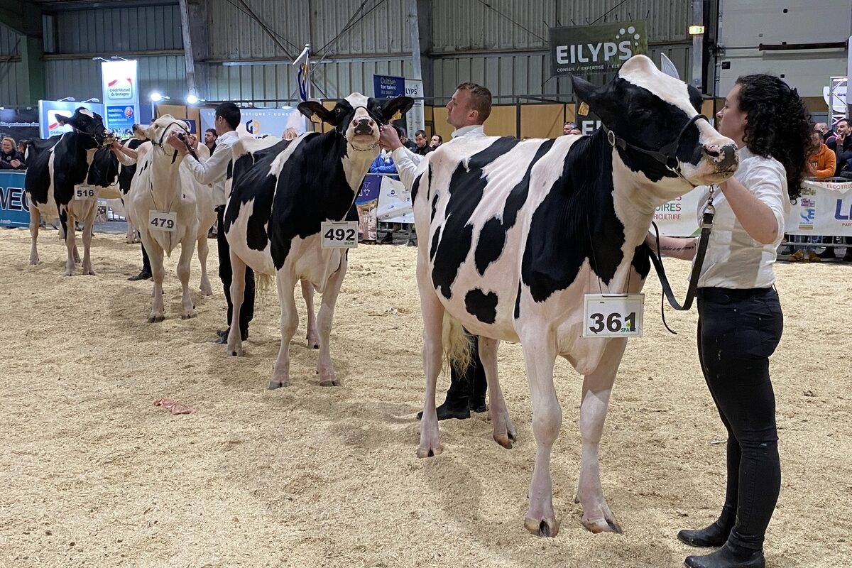 Des personnes font défiler les vaches sur le ring de concours bovin - Illustration La dynamique d’Holstiva se maintient