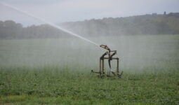 Irrigation d'un champ par aspersion