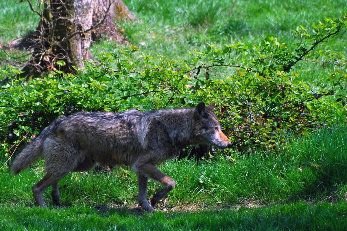 Un loup qui marche dans une forêt - Illustration Un loup identifié  en Côtes-d’Armor