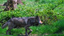 Un loup qui marche dans une forêt