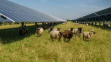 Des moutons dans un champ avec des panneaux solaires