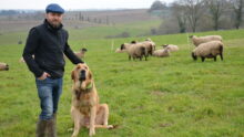 Un homme, son chien et ses moutons dans un champ