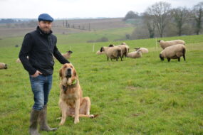 Un homme, son chien et ses moutons dans un champ
