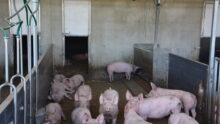 Des porcs dans une courette