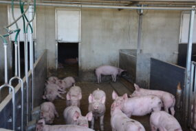 Des porcs dans une courette