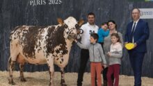 Une vache Normande sur le podium du concours de Paris accompagnée de deux hommes, une femme et trois enfants