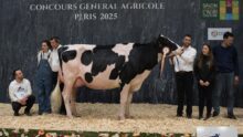 Une vache Prim'Holstein sur le podium du concours de Paris 2025 entourée par deux femmes et quatre hommes