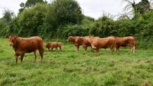 Vaches et veaux limousins dans une parcelle avec un haie