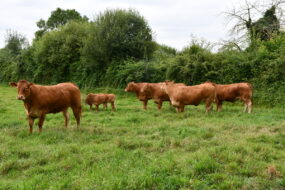Vaches et veaux limousins dans une parcelle avec un haie