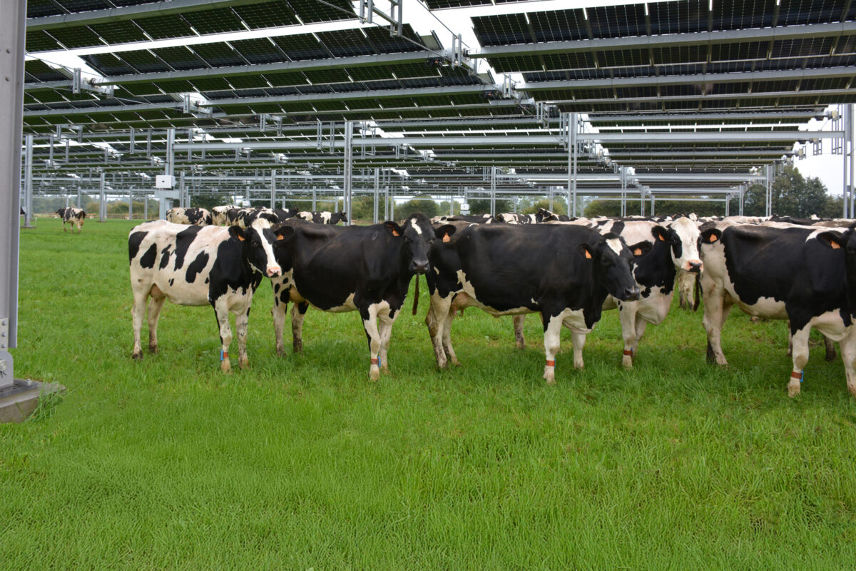 Des vaches sous des trackers solaires dans un champ - Illustration Quelle place réservera-t-on à l&rsquo;agrivoltaïsme en Bretagne ?