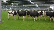Des vaches sous des trackers solaires dans un champ