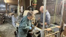 Un homme et une femme font le parage d'une brebis avec une cage à retournement hydraulique