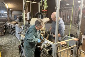 Un homme et une femme font le parage d'une brebis avec une cage à retournement hydraulique
