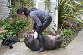 Une femme et un cochon