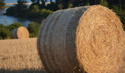 un round de paille dans un champ