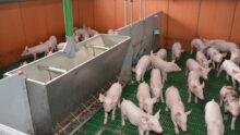 Des porcelets dans une maternité