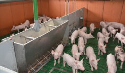 Des porcelets dans une maternité