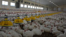 Un poulailler rempli de poulets