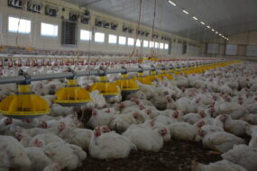 Un poulailler rempli de poulets