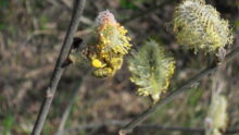 Abeille sur une fleur
