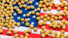 grains de soja sur un drapeaux des Etats-Unis