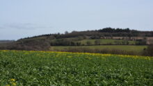 Paysage colza début floraison