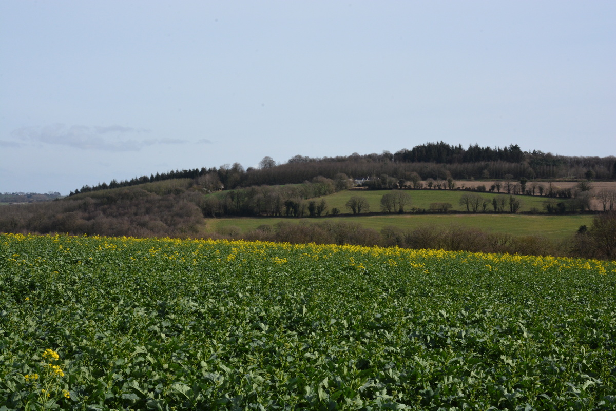 Paysage colza début floraison - Illustration Pas de recentralisation au motif de « simplification »