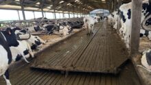 Des vaches dans une étable équipée de logettes, d'un racleur et d'un sol couvert de caoutchouc rainuré