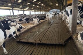 Des vaches dans une étable équipée de logettes, d'un racleur et d'un sol couvert de caoutchouc rainuré