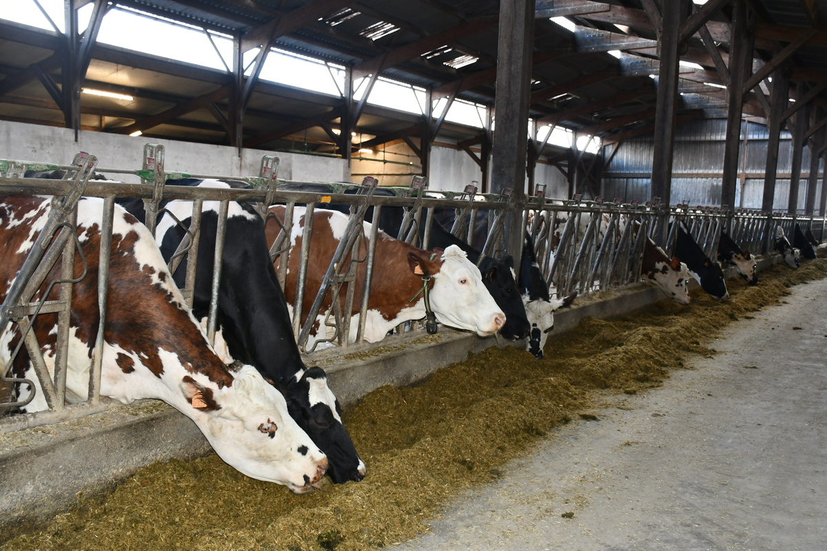 Les vaches laitières à l'auge dans une des stabulations - Illustration De 2 à 3 lots de vaches laitières optimisés