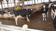 Des vaches dans une stabulation bien-être