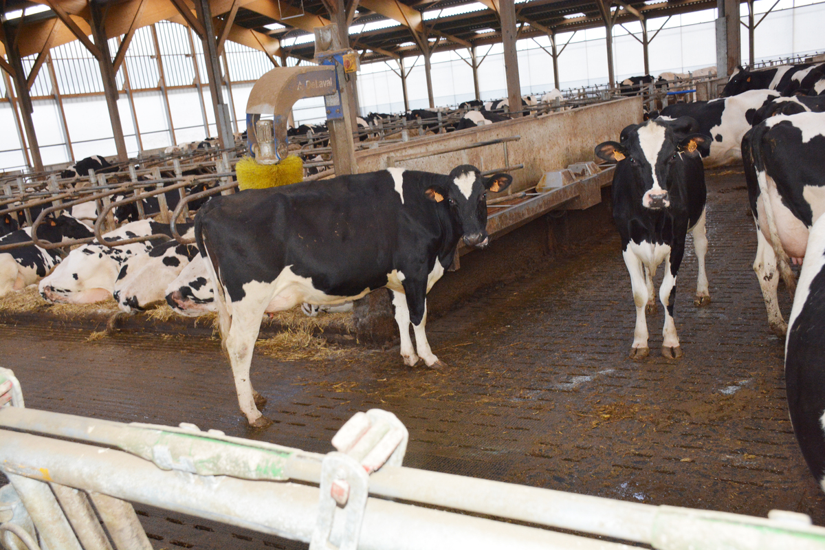 Des vaches dans une stabulation bien-être - Illustration Premiers résultats de l&rsquo;évaluation sur le bien-être animal