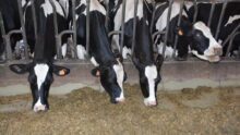 Des vaches au cornadis