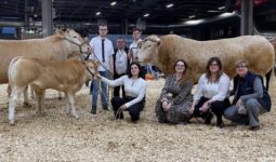 La famille avec la vache suitée et le taureau sur le ring