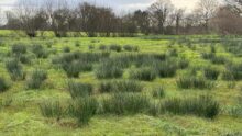 Du jonc dans une parcelle de zone humide en Bretagne