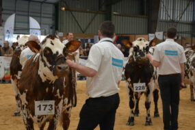 Vaches et présentateurs lors d'un Concours de la race normande à la Foire de Rennes