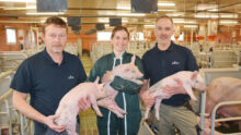 3 personnes dans une maternité porcine