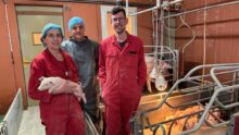 Une femme tenant un porcelet dans ses bras et deux hommes dans une salle de maternité d'un élevage porcin