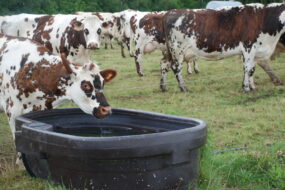 Une vache en train de boire dans un bac à eau