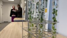 Bouture de pomme de terre en tube