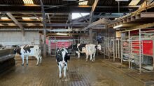 Quatre vaches laitières devant deux satelles de robot de traite