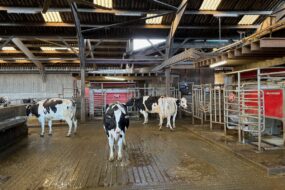 Quatre vaches laitières devant deux satelles de robot de traite