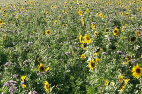 Champ de tournesol et de phacélie en fleur